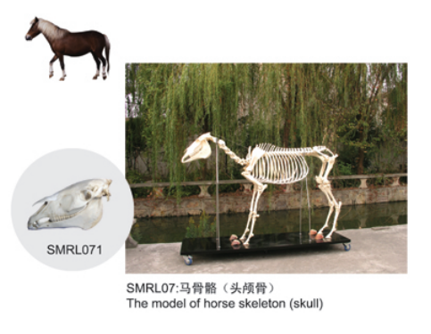 動(dòng)物解剖模型|馬骨骼模型|馬骨骼|馬骨骼標(biāo)本